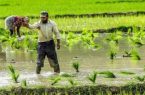 درآمد 40 میلیون تومانی کشت برنج در هر هکتار برای کشاورزان