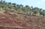 درگیری مسلحانه عوامل قطع درختان هشتادپهلو خرم‌‌آباد با محیط‌بان‌ها